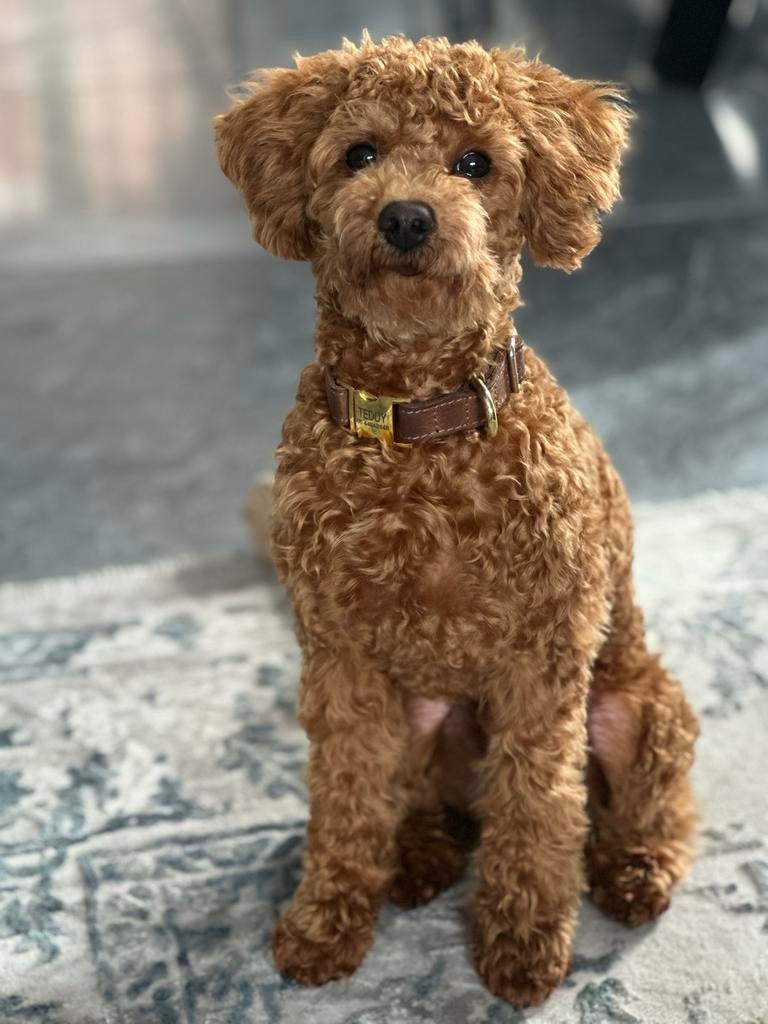 Mooie Toy Poedel reu voor dekking (met stamboom)., Reu, 1 tot 2 jaar, Parvo, Eén hond