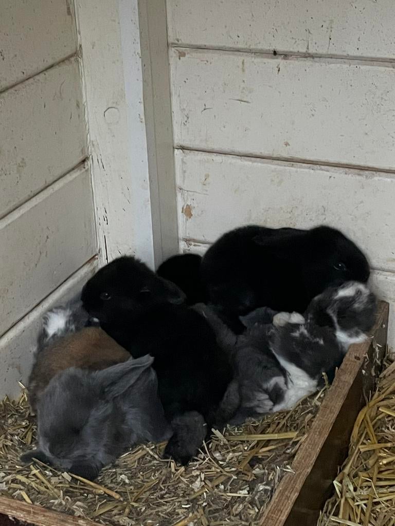 Jongen franse hangoren raszuiver, Dieren en Toebehoren, Konijnen, Meerdere dieren, Groot