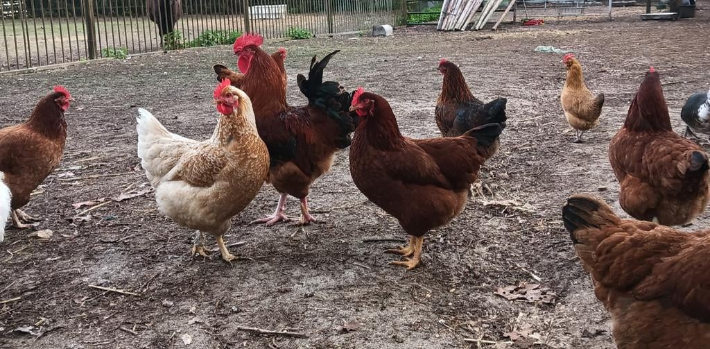 Broedeieren van boeren- legkippen, Dieren en Toebehoren, Pluimvee, Geslacht onbekend, Kip
