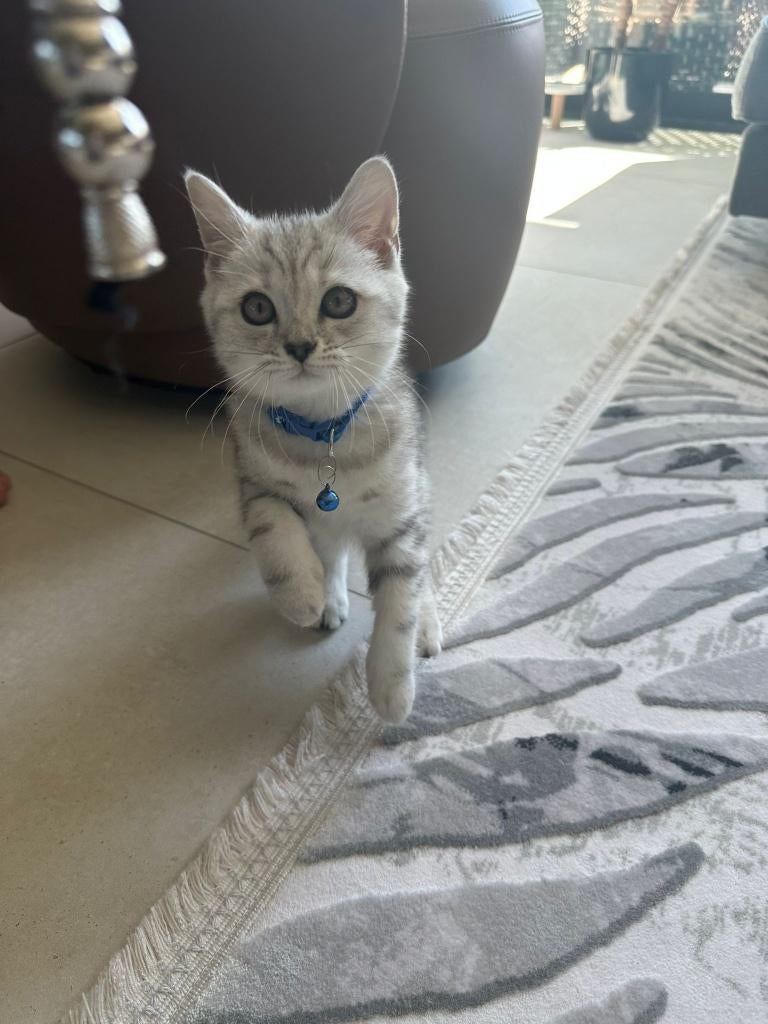 Britse korthaar kitten raszuiver, Dieren en Toebehoren, Katten en Kittens | Raskatten | Korthaar, Kater, 0 tot 2 jaar, Gechipt