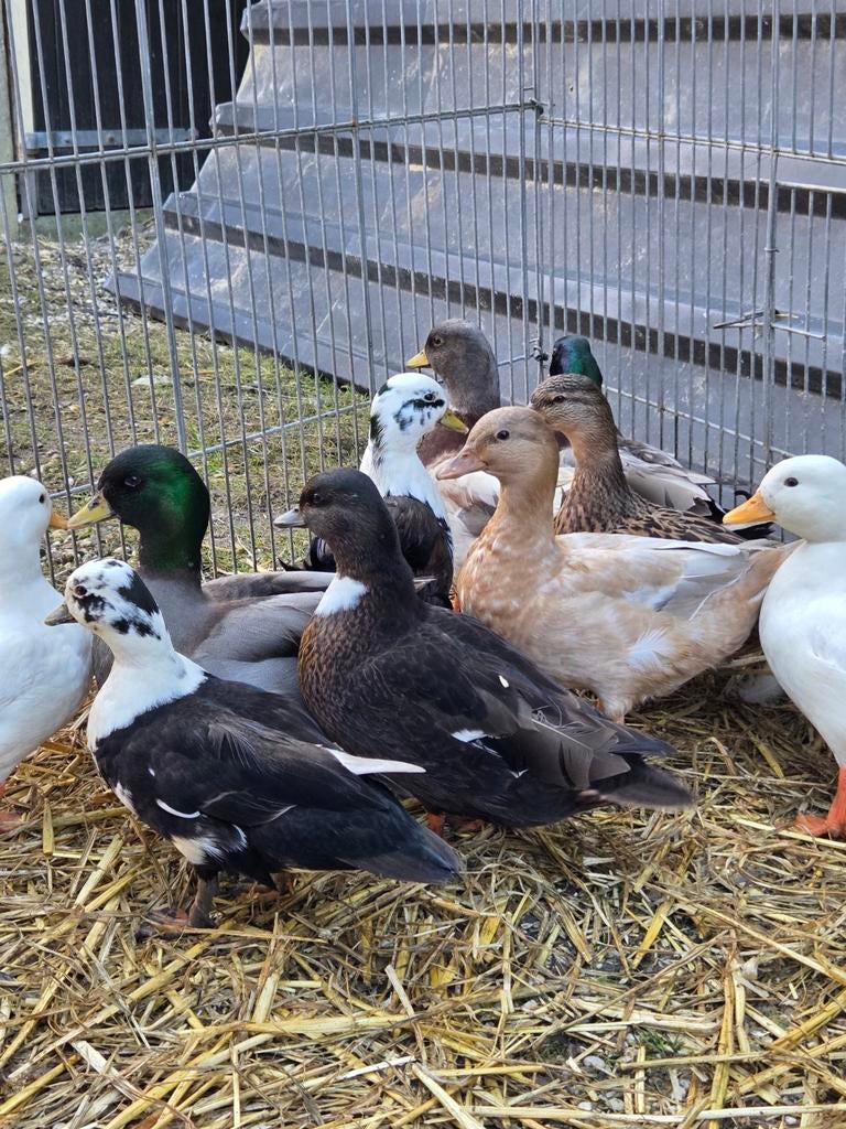 Prachtige kwakers, Meerdere dieren, Eend