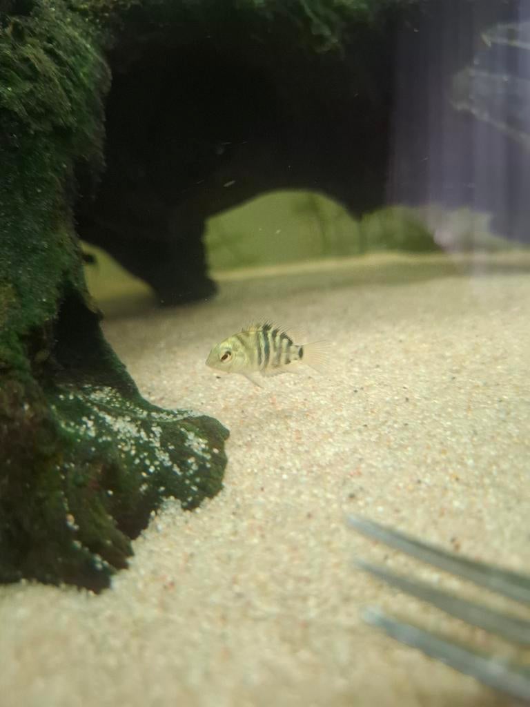 Jonge zebra cichliden 5 stuks, Dieren en Toebehoren, Vis
