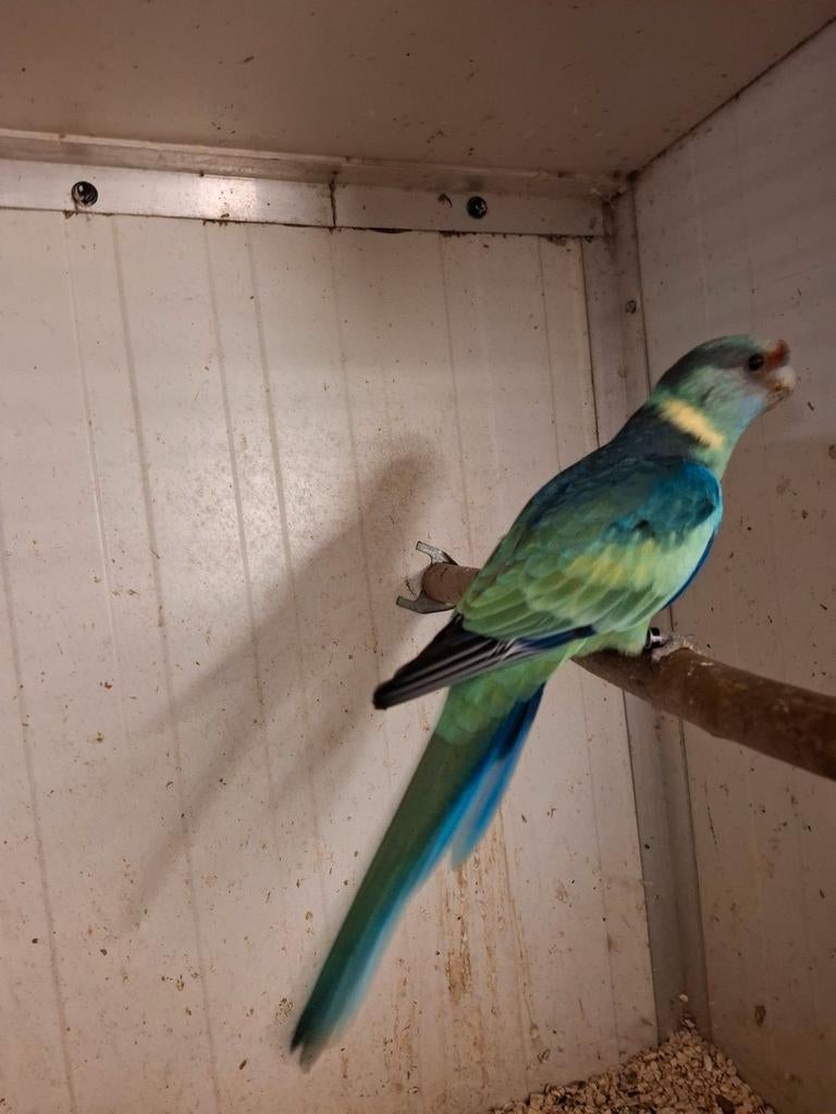 Te koop bernard pop, Vrouwelijk, Parkiet, Geringd