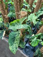 Syngonium Mottled Mojito - 60cm, Huis en Inrichting, Kamerplanten, Ophalen of Verzenden