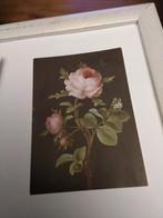 MOOSROSE. Barbara Regina Dietzsch, Ophalen of Verzenden