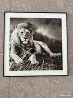 Leeuw | Schilderij | 50x50, Huis en Inrichting, Ophalen, Minder dan 50 cm, 50 tot 75 cm, Zo goed als nieuw