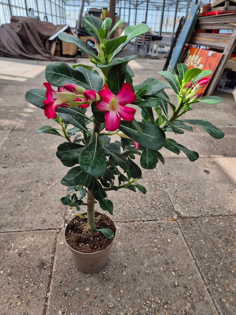 Adenium Obesum Anouk xxl p17 (5), Ophalen of Verzenden, Halfschaduw, Minder dan 100 cm