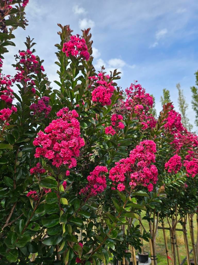 Lagerstroemia indica Pink Velour / 140cm stamhoogte. ‼️, Tuin en Terras, 250 tot 400 cm, Zomer, Ophalen, Volle zon