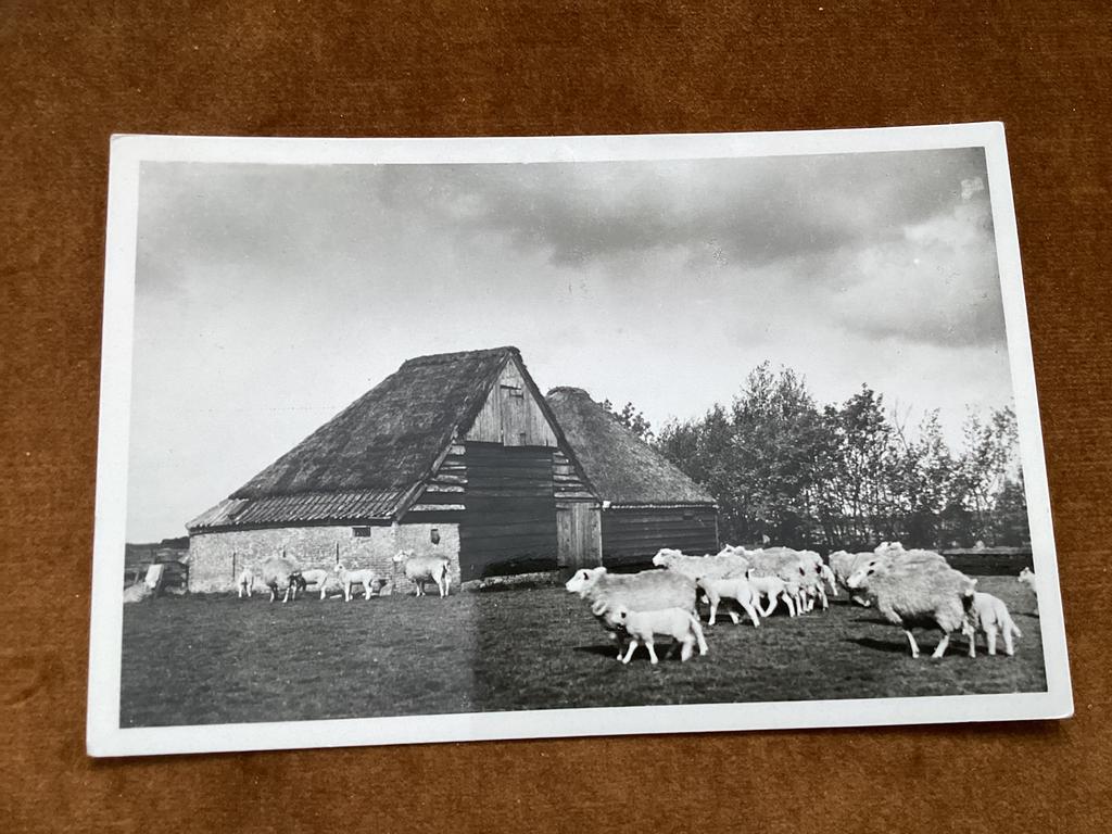 Texel. Schapenboet bij de Waal. Foto, Ophalen of Verzenden, Ongelopen, Waddeneilanden
