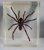 Te koop vintage opgezette Tarantula in epoxy, Ophalen of Verzenden, Gebruikt, Vogel, Opgezet dier
