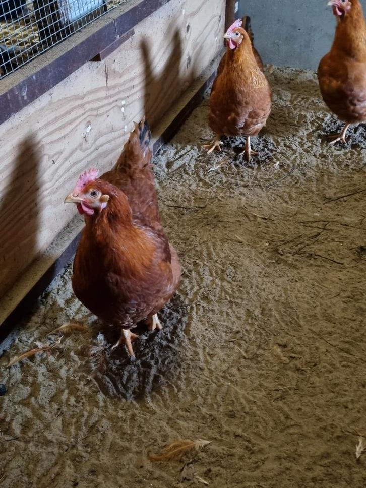 New Hampshire hennen, Dieren en Toebehoren, Pluimvee, Kip, Vrouwelijk