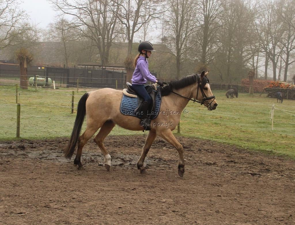 5 jarige valk D pony ruin 🩵, Ruin, D pony (1.37m tot 1.48m), Met stamboom, 3 tot 6 jaar