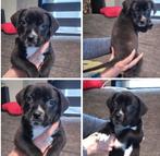 Presa Canario x Cane Corso De pups mogen het nest verlaten., Overige rassen, 8 tot 15 weken, Meerdere, Meerdere dieren