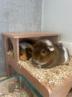 2 beren, ongecastreerd., Dieren en Toebehoren, Cavia, Juni, Mannelijk, Tam
