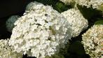 20 roomwitte Annabelle hortensia planten €100, Ophalen of Verzenden, Vaste plant, Overige soorten, Halfschaduw