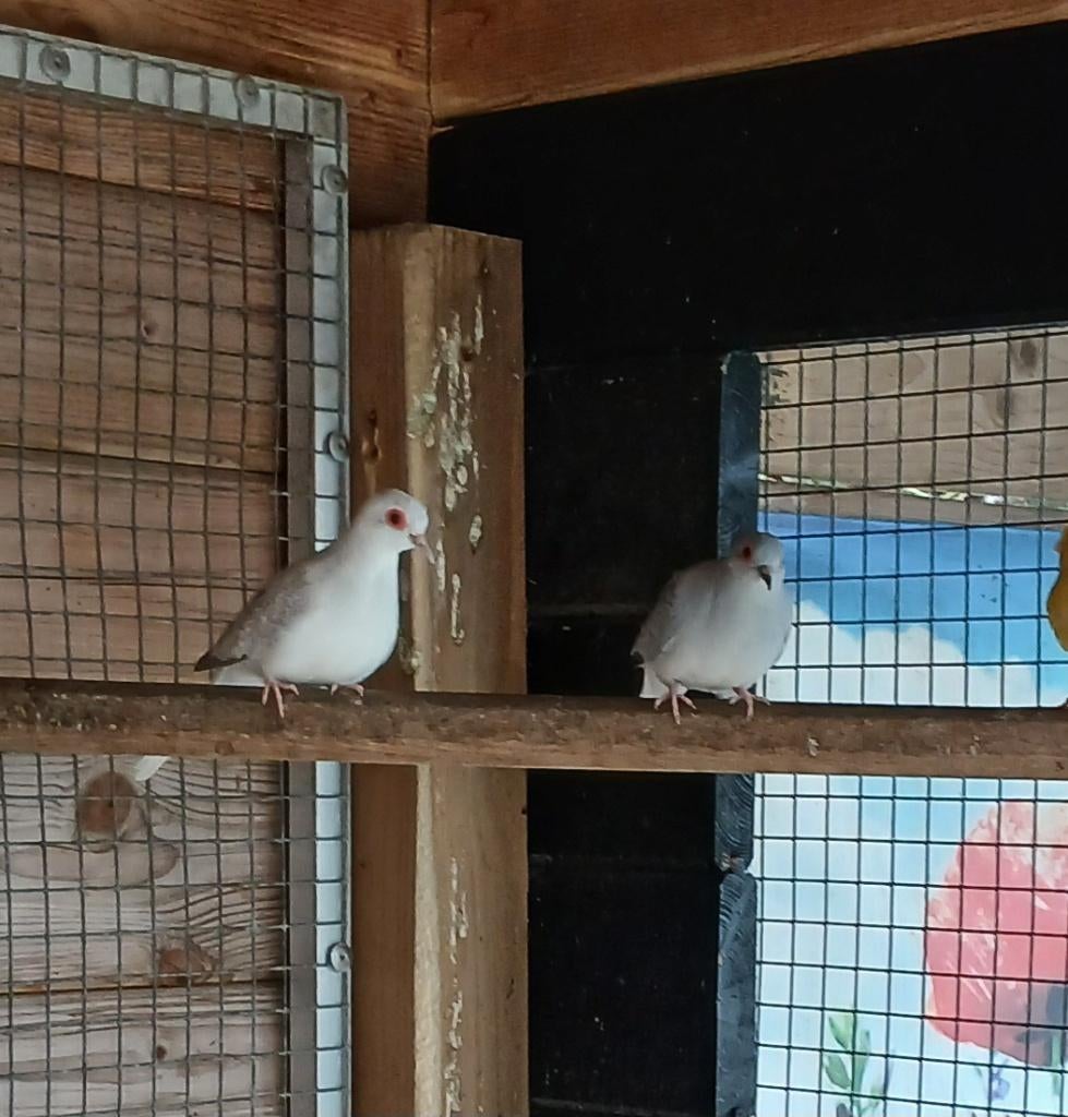 diamantduifjes koppel, Dieren en Toebehoren, Meerdere dieren, Overige soorten