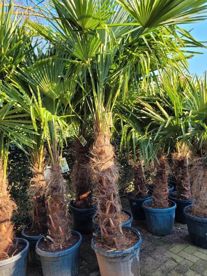 Trachycarpus fortunei palmbomen - Stam 120cm, Tuin en Terras, Planten | Tuinplanten, Volle zon, Ophalen