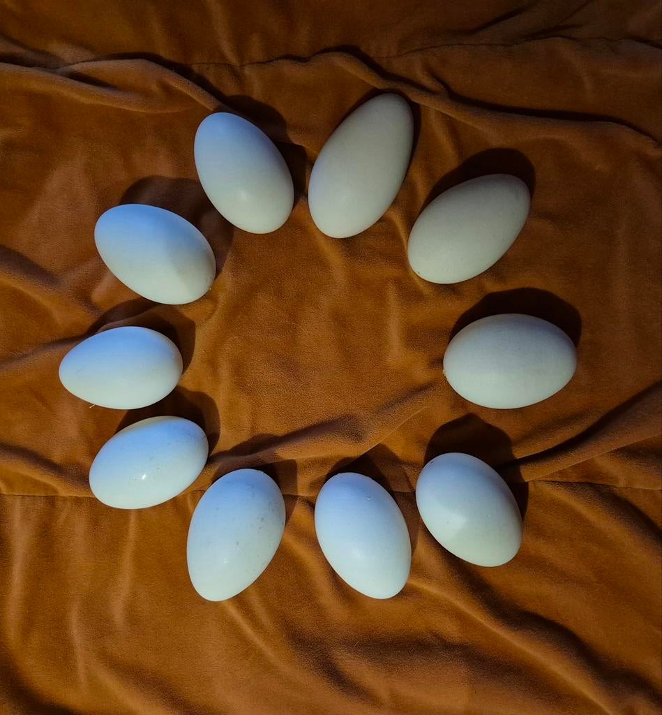 Grote Ganzeneieren - Uitgeblazen schoon, Ophalen of Verzenden, Nieuw, Meerdere media