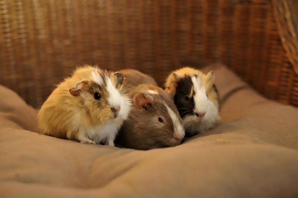 Cavia zeugjes | Gezonde dieren | Jonge cavia's, Dieren en Toebehoren, Knaagdieren, Cavia, Vrouwelijk, Januari, Tam