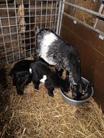 Dwerggeit met jongen, Vrouwelijk, Geit