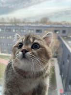 Exclusieve Britse Korthaar kitten, Kater, Ontwormd, 0 tot 2 jaar