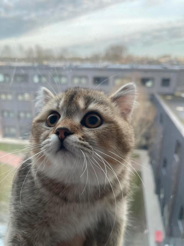 Exclusieve Britse Korthaar kitten, Dieren en Toebehoren, Katten en Kittens | Raskatten | Korthaar, Kater, 0 tot 2 jaar, Ontwormd