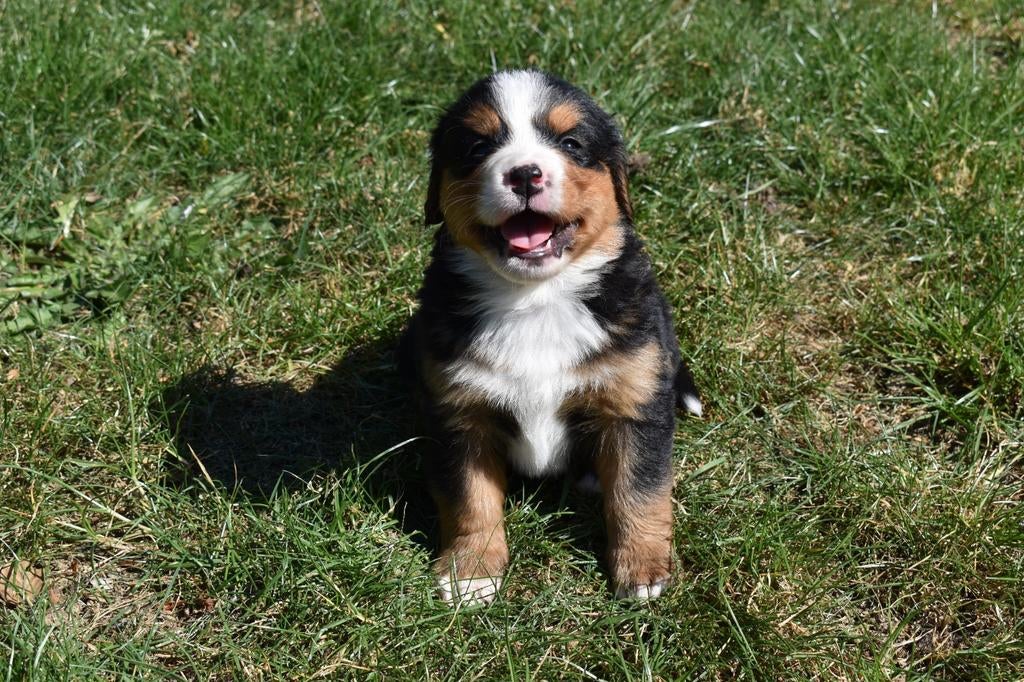 Prachtige boulab pups, Dieren en Toebehoren, Parvo, 8 tot 15 weken, Meerdere, Meerdere dieren