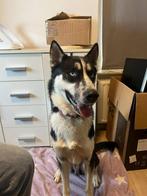 Siberische husky reu 2 jaar, Nederland, Reu, 1 tot 2 jaar, Poolhond