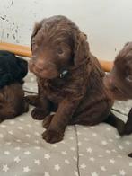 Labradoodle pups,in huis opgegroeid,met kids, mini/medium, Dieren en Toebehoren, Honden | Retrievers, Spaniëls en Waterhonden