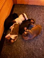 Kruising Maltipoo x Shih tzu, Dieren en Toebehoren, Parvo, 8 tot 15 weken, Meerdere, Meerdere dieren