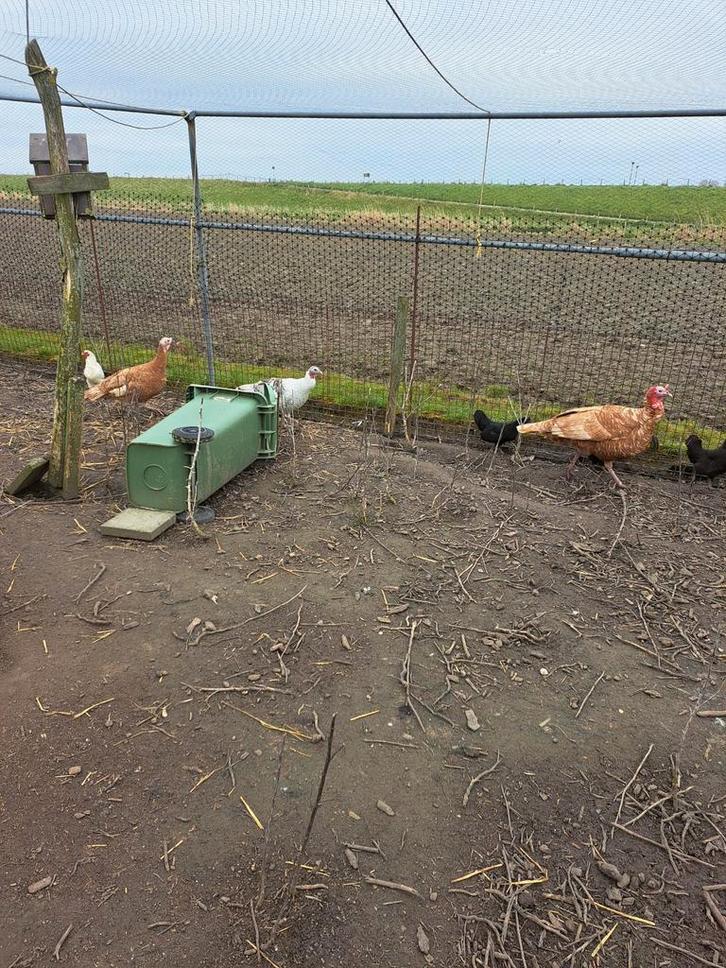 Kalkoenen eieren te koop, Dieren en Toebehoren, Pluimvee, Meerdere dieren