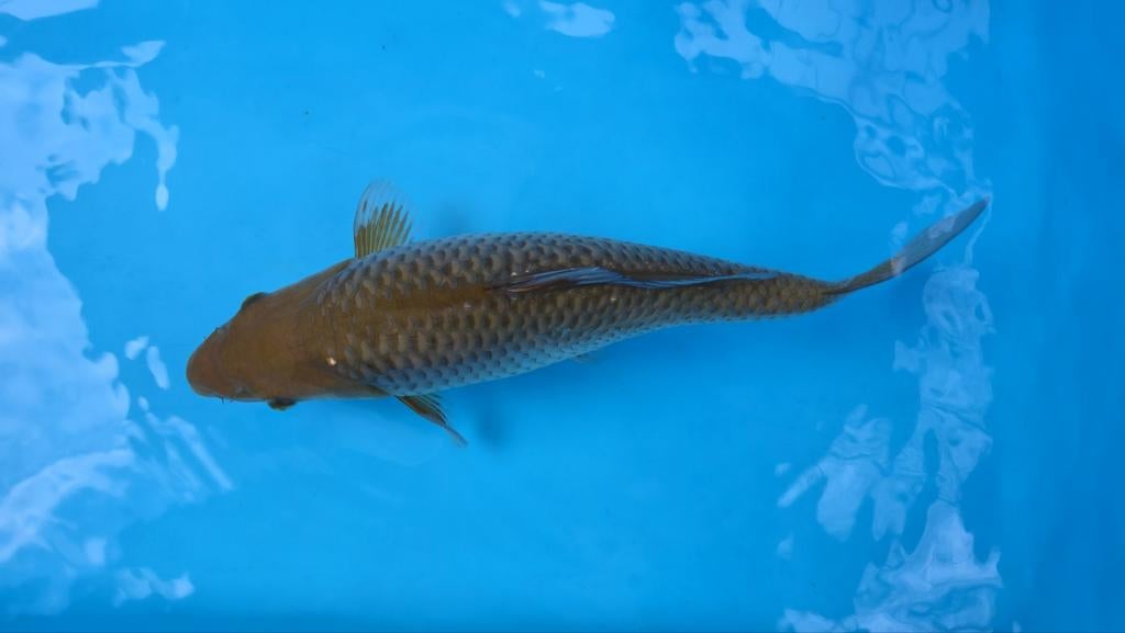 2 jonge koi ongeveer 35 cm, Karper of Koi