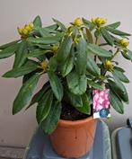 Azalia, Ophalen of Verzenden, Volle zon, Overige soorten, Minder dan 100 cm