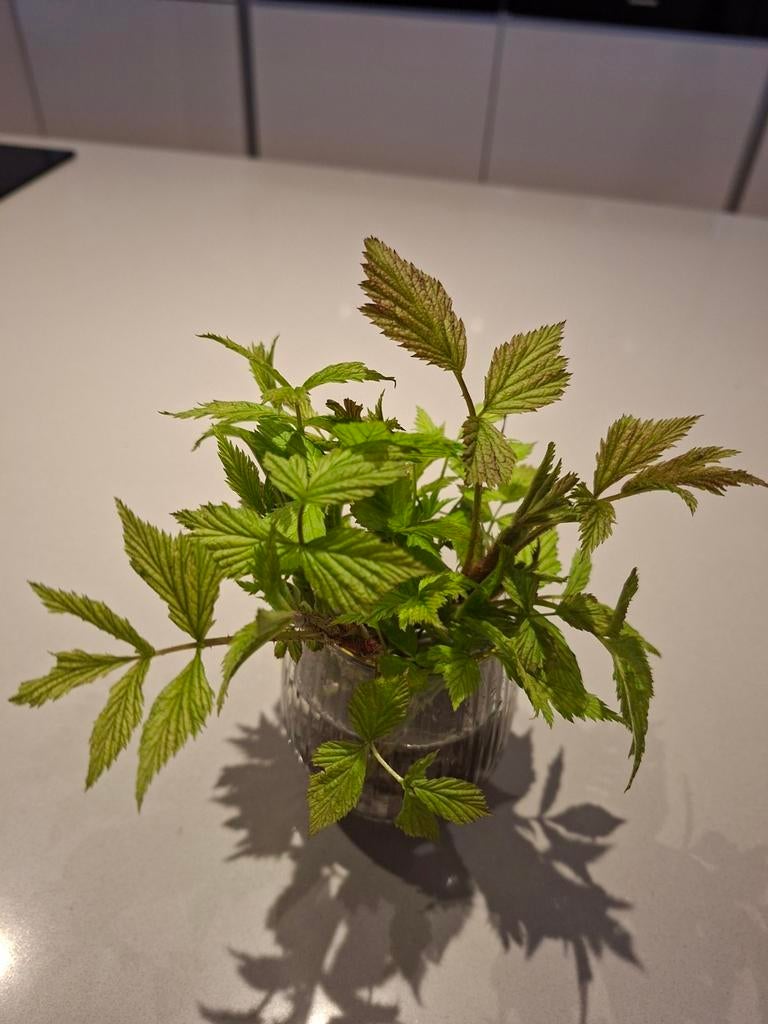 Frambozen Stekjes - te ruil, Ophalen, Eenjarig, Groenteplanten, Volle zon