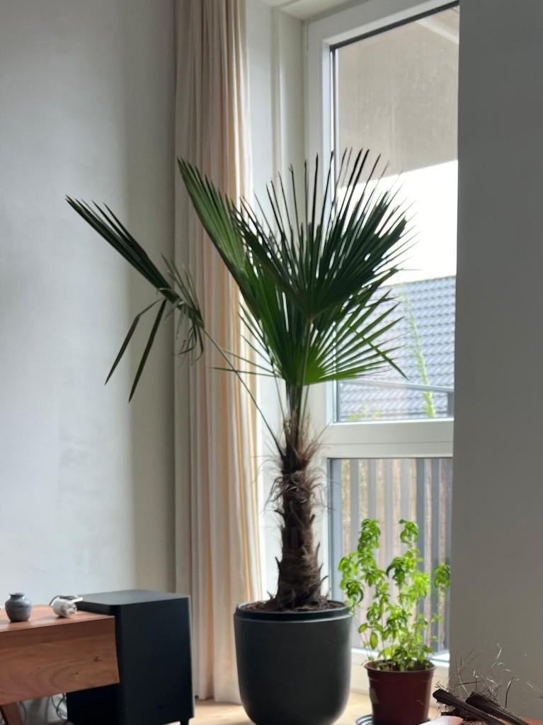 Linnen gordijnen, 200 cm of meer, Zomer/beach, Ophalen of Verzenden, Zo goed als nieuw