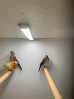 edelzanger koppel, Dieren en Toebehoren, Vogels | Parkieten en Papegaaien, Meerdere dieren, Parkiet