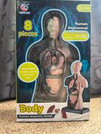 Anatomisch Model van het Menselijk Lichaam, Ophalen of Verzenden, Nieuw, Ontdekken