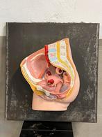 Anatomisch model doorsnede bekken vrouw, Antiek en Kunst, Ophalen