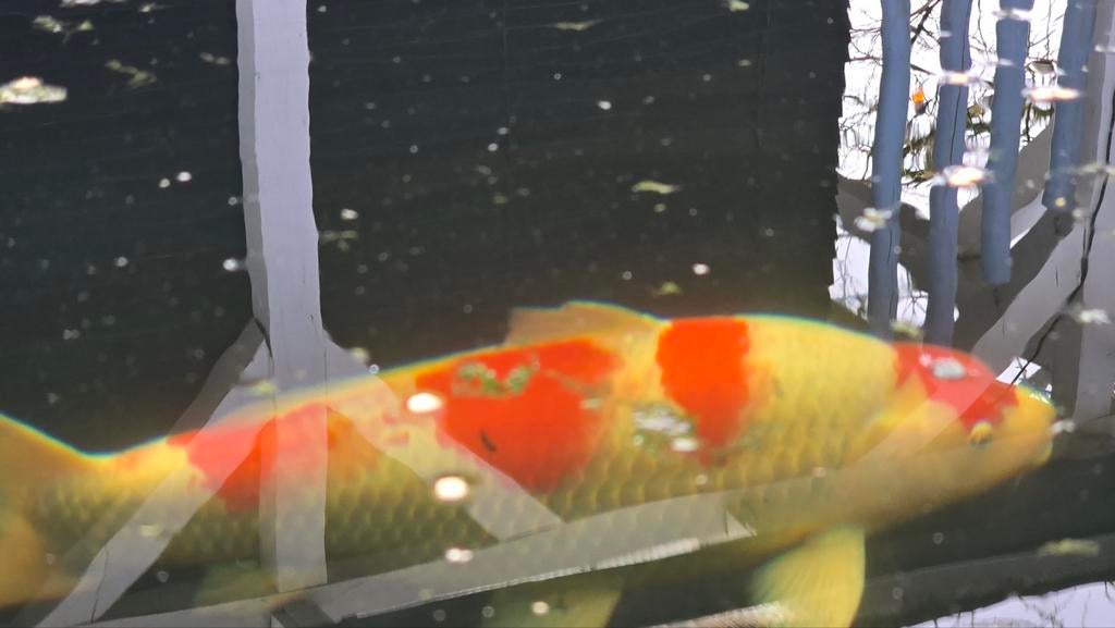 Japanse koi 3 stuks, o.a mooie kohaku. 65 cm
