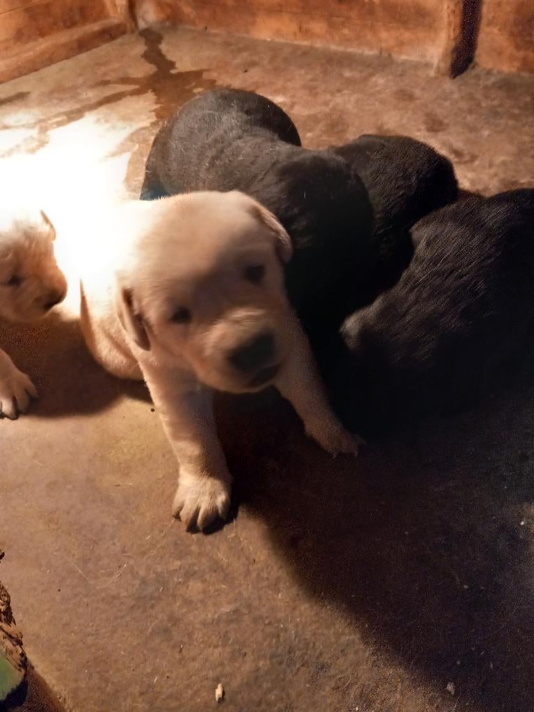 Labrador pups te koop, België, Particulier, Overige rassen, 8 tot 15 weken