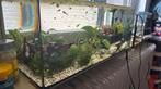 Aquarium met decoratie heater en filter, Ophalen, Zo goed als nieuw, Gevuld zoetwateraquarium