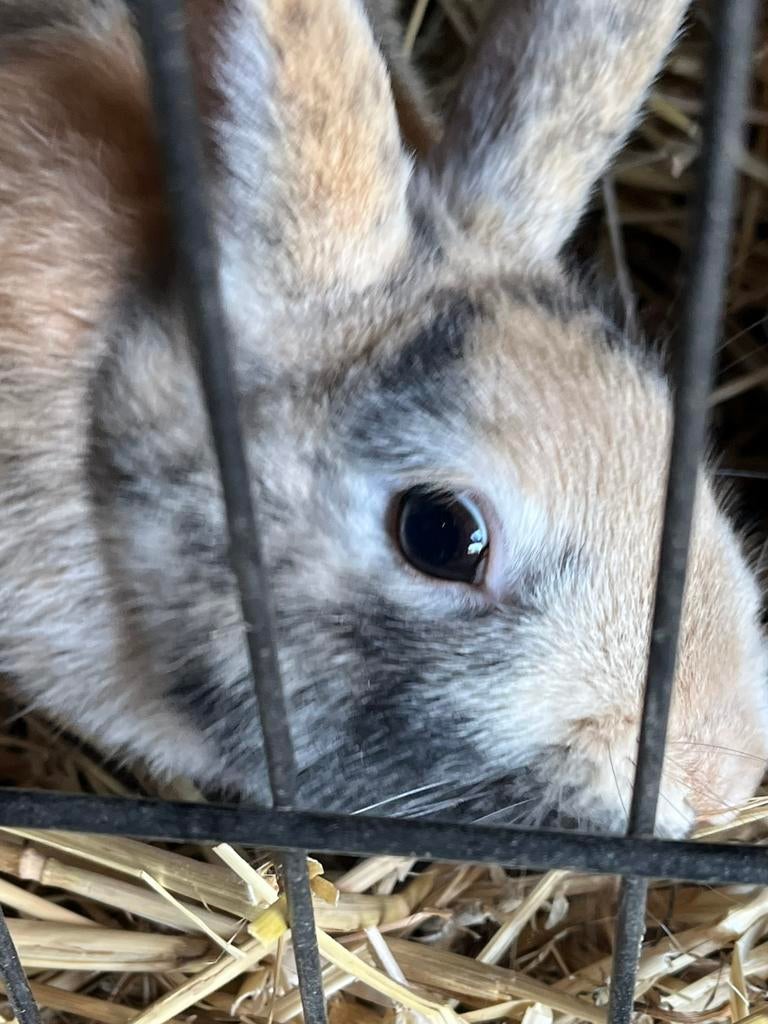 Vrouwtjes Konijn, Vrouwelijk