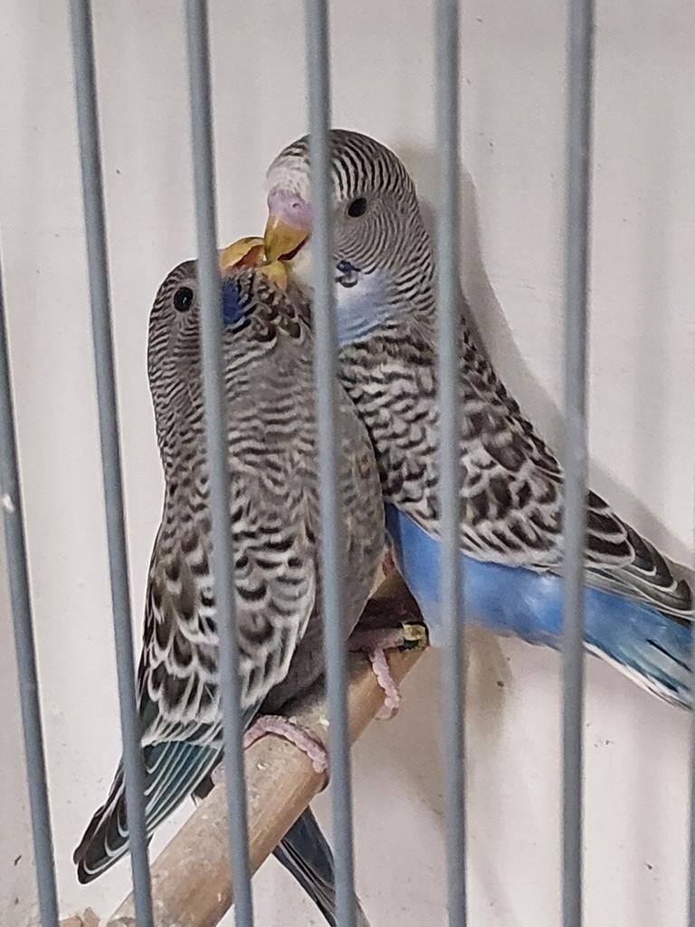 Melanistic grasparkiet, Dieren en Toebehoren, Meerdere dieren, Parkiet, Geringd