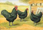 Ansichtkaart AUSTRALORP zwart vlgns tekening C S T van Gink, Ophalen of Verzenden, Voor 1920