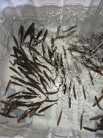 Aasvis, Ophalen, Overige typen