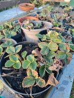 Biologische aardbei planten, Tuin en Terras, Planten | Tuinplanten, Ophalen, Eenjarig, Volle zon