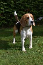 Prachtige Beagle dekreu, Reu, Parvo, Eén hond, 3 tot 5 jaar