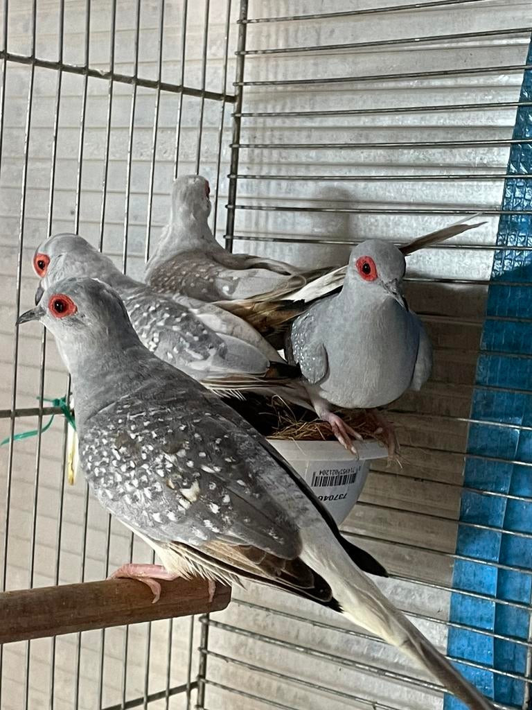 Mooi prachtig 5 broedrijp diamantduifjes te koop, Dieren en Toebehoren, Meerdere dieren, Overige soorten