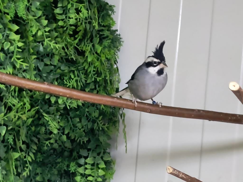 Boliviaanse bergkardinaal, Dieren en Toebehoren, Vogels | Overige Vogels, Mannelijk, Tropenvogel, Geringd