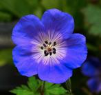 25 rijkbloeiende tuinGeranium Rozanne planten €100, Ophalen of Verzenden, Vaste plant, Overige soorten, Volle zon